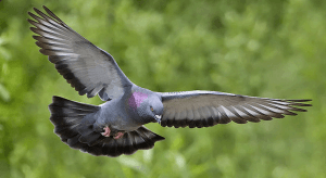 Pigeon flying through air.